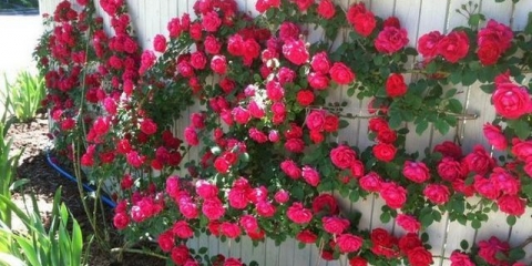 Kako vezati ružu penjaču